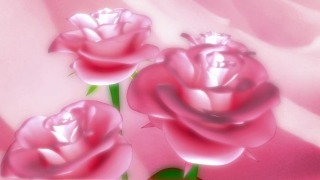 Footage No Copyright, Pink, Flower, Rose, Petal, Gift