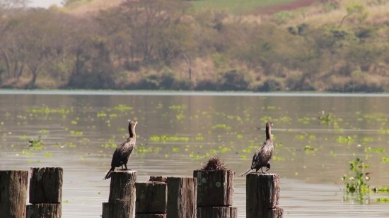 Free 3d Moving Backgrounds, Vulture, Bird, Wildlife, Beak, Animal