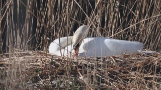 Free Animated Video Backgrounds, Egret, Heron, Wading Bird, Bird, Aquatic Bird