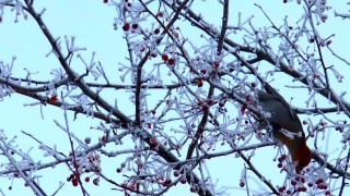 Free Background Images, Tree, Branch, Woody Plant, Almond, Red Silk-cotton Tree