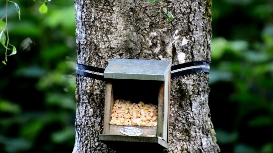 Free Background Video Clip, Bird Feeder, Device, Tree, Forest, Park