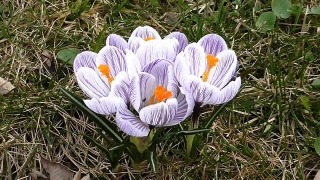 Free Best No Copyright Videos, Crocus, Bulbous Plant, Vascular Plant, Flower, Plant