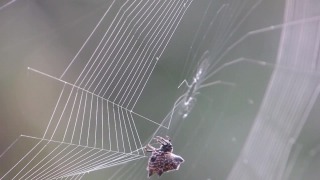 Free Best Stock Footage For Youtube, Spider Web, Web, Trap, Cobweb, Spider