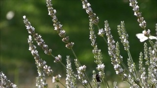 Free Food Stock Videos, Herb, Vascular Plant, Plant, Flower, Garden