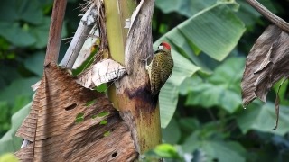 Free Helicopter Stock Footage, Bird, Woodpecker, Tree, Wildlife, Animal