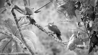 Free Hollywood Stock Footage, Bird, Tree, Wildlife, Branch, Dove