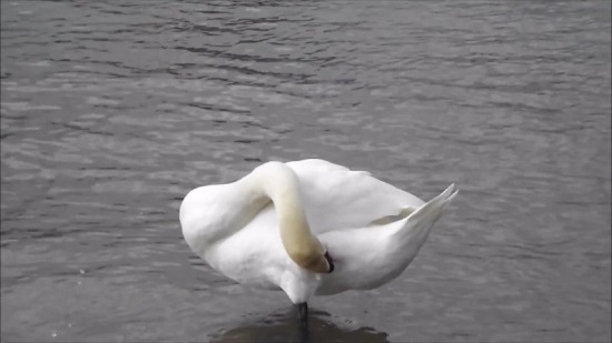 Free Intro Background Video, Bird, Water, Wildlife, Feather, Sea