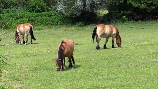 Free Motion Background For, Horse, Horses, Grass, Thoroughbred, Farm