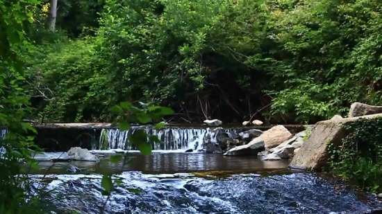 Free Motion Loops, Forest, River, Tree, Water, Landscape