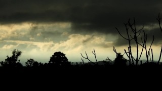 Free Motion Video Background, Snag, Tree, Woody Plant, Sky, Vascular Plant