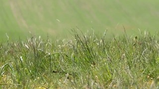 Free Multimedia Animations, Field, Grass, Plant, Wheat, Growth