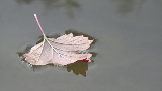 Free Multimedia Background, Maple, Autumn, Leaf, Fall, Leaves