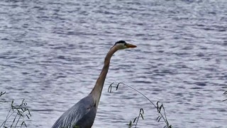 Free No Copyright Nature Video Clips, Little Blue Heron, Heron, Wading Bird, Bird, Aquatic Bird