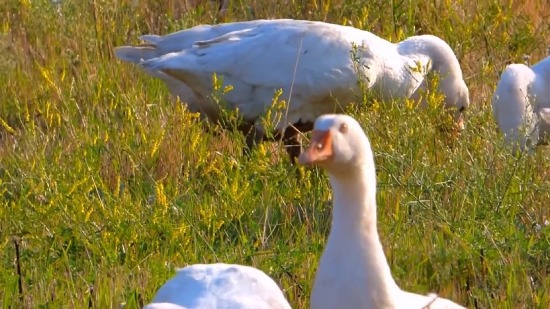 Free No Copyright Video Loops, Goose, Waterfowl, Bird, Aquatic Bird, Feather