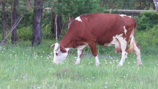 Free Non Copyright Video Clips, Cow, Farm, Cattle, Grass, Ranch