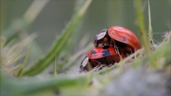 Free Powerpoint Background Templates, Ladybug, Beetle, Insect, Bug, Ladybird