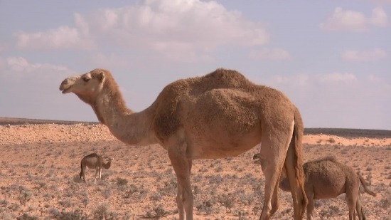 Free Slow Motion Video No Copyright, Camel, Ungulate, Mammal, Desert, Wild