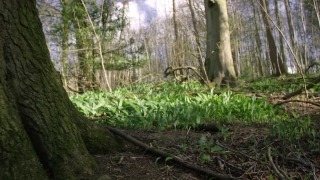 Free Soccer Stock Footage, Tree, Forest, Landscape, Woody Plant, Trees