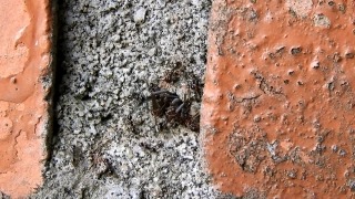 Free Stock Footage Photos, Knoll, Rough, Texture, Ant, Insect