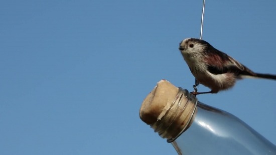 Free Video Background Animation, Bird, Wildlife, Chickadee, Beak, Wild