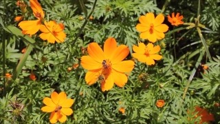 Free Video Background Footage, Prickly Poppy, Herb, Flower, Vascular Plant, Plant