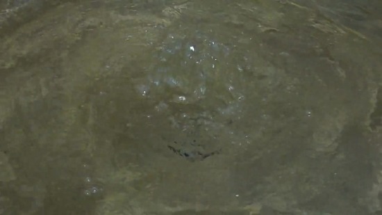 Free Video Loops Download, Water, Platypus, Stingray, Horseshoe Crab, Ray