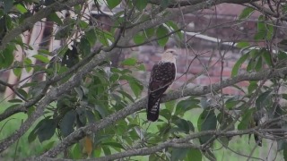 Free Video Motion Backgrounds Download, Bird, Cuckoo, Wildlife, Tree, Hawk