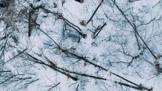 Free Volcano Stock Footage, Snow, Weather, Tree, Winter, Forest