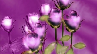 Nature Video Loops, Tulip, Pink, Flower, Lilac, Purple