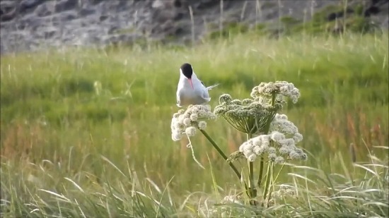 Stock Video Footage, Nightingale, Bird, Thrush, Wildlife, Wild