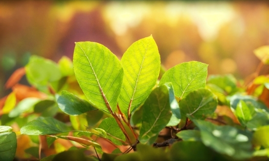 Branch, Natural Landscape, Twig, Wood, Terrestrial Plant, Grass