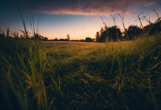 Cloud, Sky, Atmosphere, Plant, Afterglow, Natural Landscape