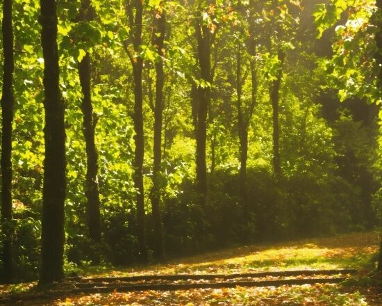 Ecoregion, Light, Leaf, Plant, Natural Landscape, Wood