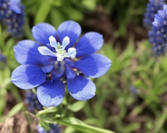 Flower, Plant, Blue, Petal, Grass, Groundcover