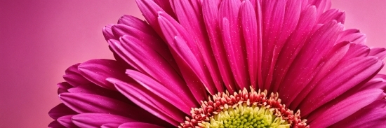 Flower, Plant, Petal, Pink, Magenta, Flowering Plant