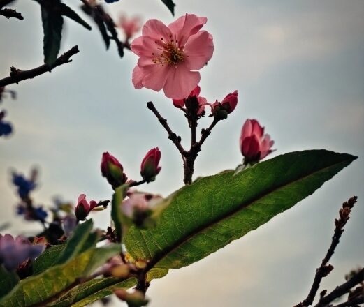 Flower, Sky, Plant, Branch, Petal, Twig