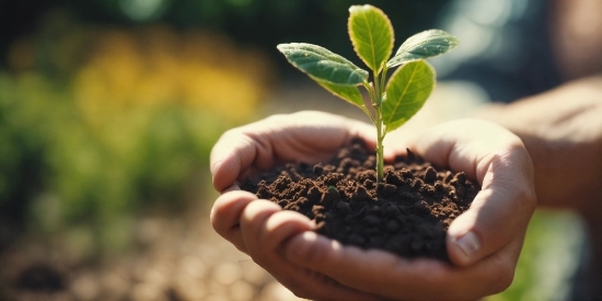 Hand, Plant, Terrestrial Plant, Houseplant, Flowering Plant, Flowerpot