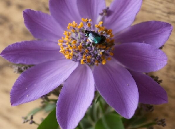 Plant, Flower, Petal, Purple, Flowering Plant, Annual Plant