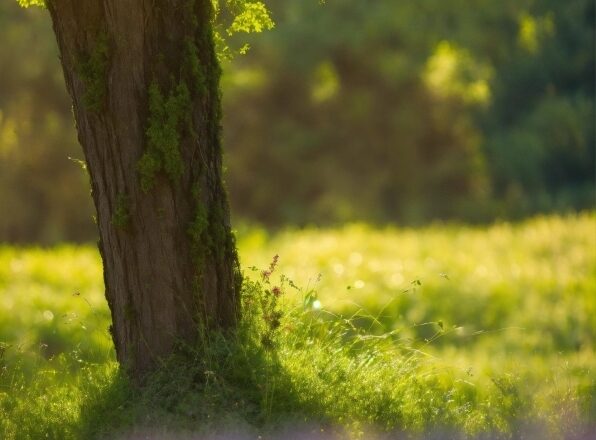 Plant, Light, Green, People In Nature, Natural Landscape, Wood