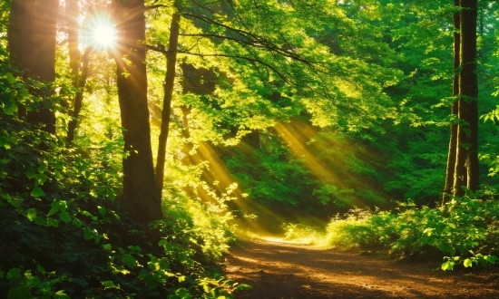 Plant, Light, Leaf, People In Nature, Wood, Natural Landscape