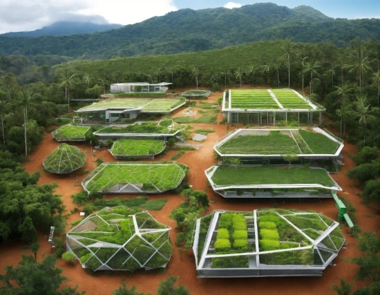 Plant, Plant Community, Sky, Green, Cloud, Botany