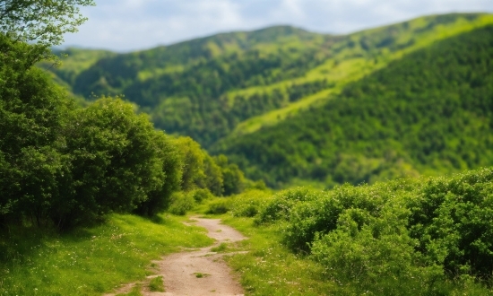 Plant, Sky, Cloud, Mountain, Green, Natural Landscape