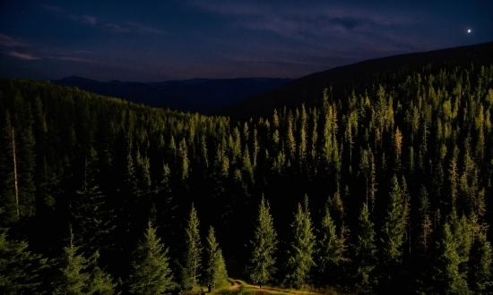 Plant, Sky, Mountain, Natural Landscape, Larch, Tree