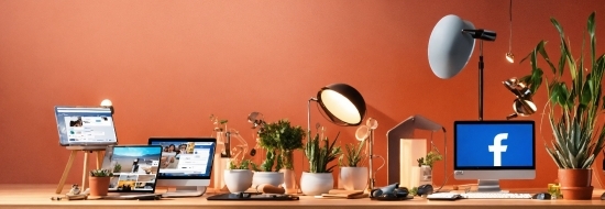 Property, Table, Furniture, Plant, Houseplant, Lighting