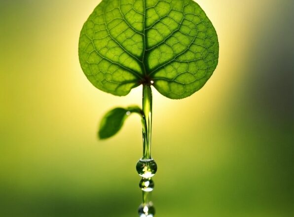 Water, Liquid, Plant, Fluid, Terrestrial Plant, Natural Landscape