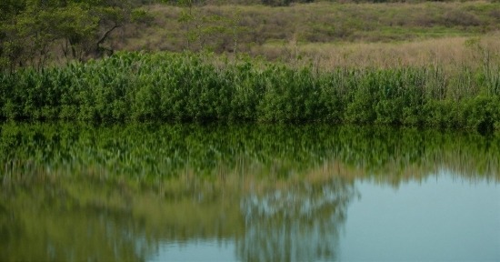 Water, Plant, Natural Landscape, Fluvial Landforms Of Streams, Lake, Grass