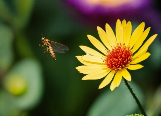 Flower, Plant, Pollinator, Arthropod, Leaf, Insect