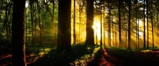 Plant, Atmosphere, Sky, Natural Landscape, Wood, People In Nature