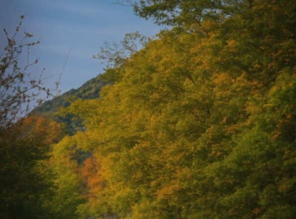 Sky, Natural Landscape, Plant, Branch, Road Surface, Twig