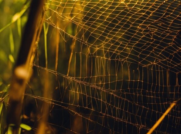 Wood, Mesh, Branch, Sky, Plant, Grass